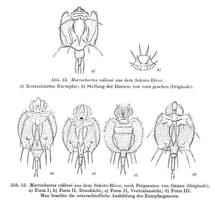 Macrochaetus collinsii Macrochaetus collinsii