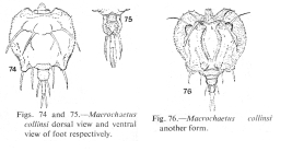 Macrochaetus collinsii