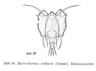 Macrochaetus collinsii