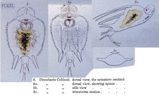 Macrochaetus collinsii