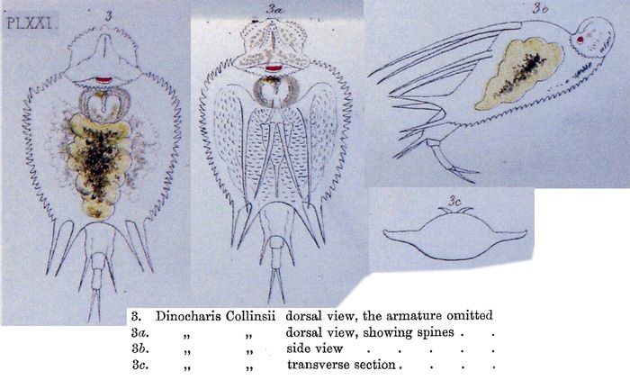 Macrochaetus collinsii Macrochaetus collinsii