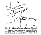 Macrochaetus collinsii