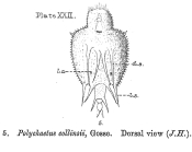 Macrochaetus collinsii