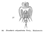 Macrochaetus collinsii