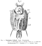 Macrochaetus collinsii