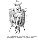 Macrochaetus collinsii