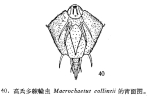 Macrochaetus collinsii