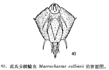 Macrochaetus collinsii