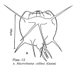 Macrochaetus collinsii