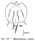 Macrochaetus collinsii
