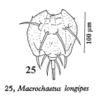 Macrochaetus collinsii