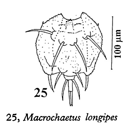Macrochaetus collinsii Macrochaetus collinsii