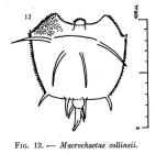 Macrochaetus collinsii