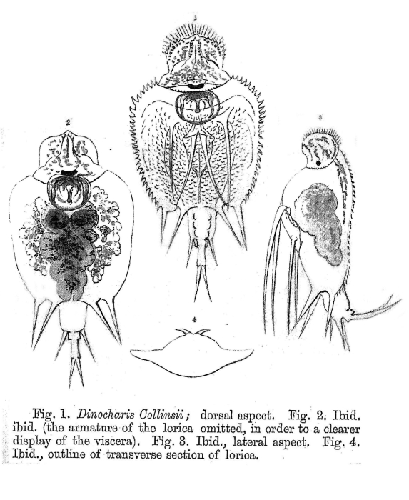 Macrochaetus collinsii - Original description image