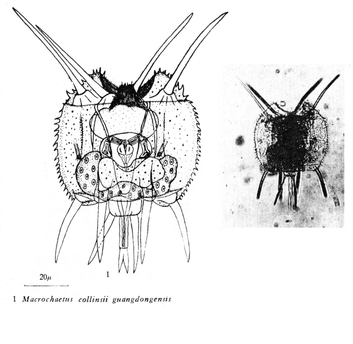 Macrochaetus collinsii guangdongensis - Original description image