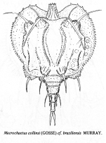 Macrochaetus collinsii var. braziliensis