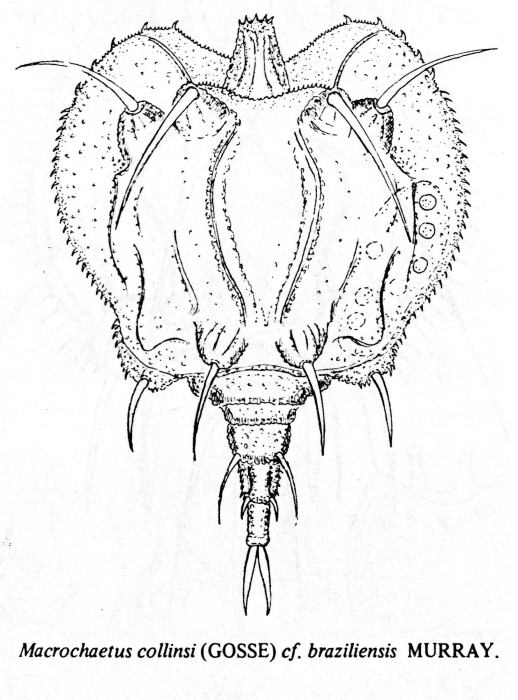 Macrochaetus collinsii var. braziliensis Macrochaetus collinsii var. braziliensis