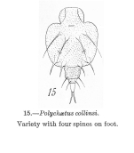 Macrochaetus collinsii var. braziliensis