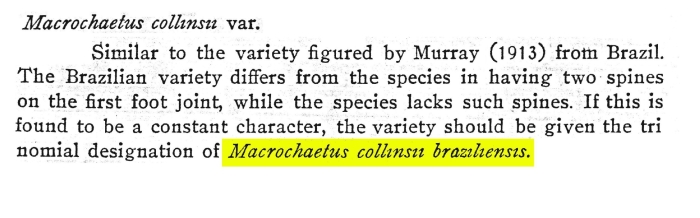 Macrochaetus collinsii var. braziliensis - Original description image