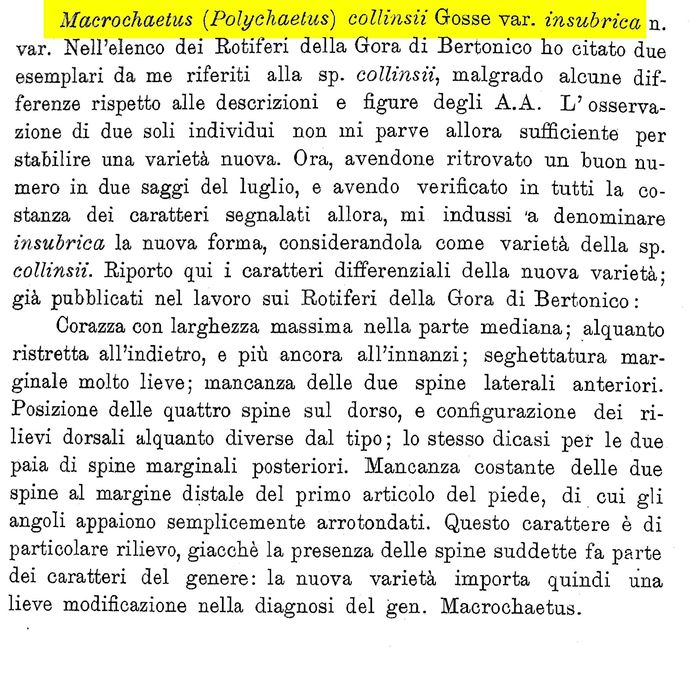 Macrochaetus collinsii var. insubrica - Original description image