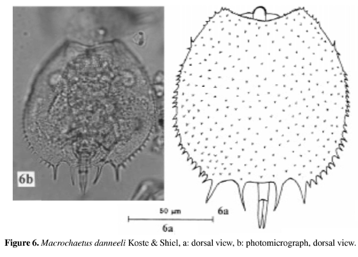 Macrochaetus danneelae Macrochaetus danneelae