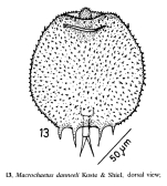 Macrochaetus danneelae