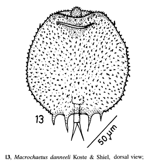 Macrochaetus danneelae Macrochaetus danneelae