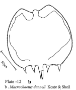 Macrochaetus danneelae