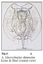 Macrochaetus danneelae