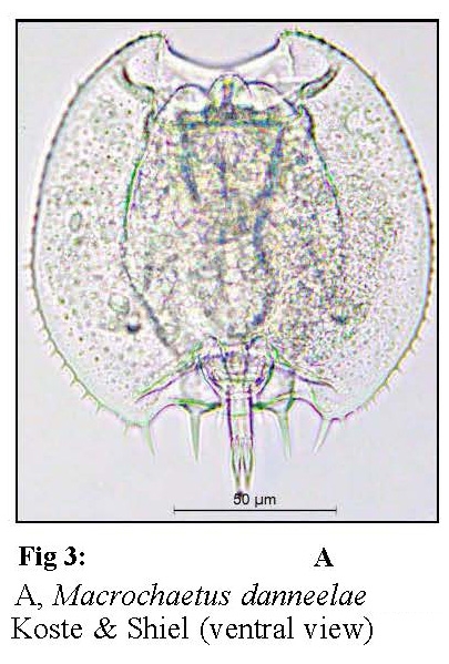 Macrochaetus danneelae Macrochaetus danneelae