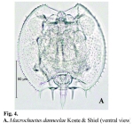 Macrochaetus danneelae