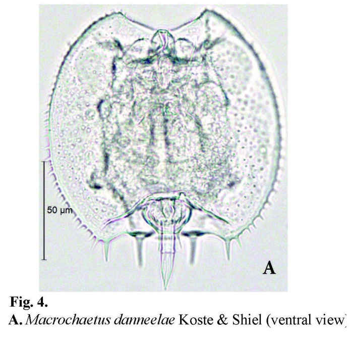 Macrochaetus danneelae Macrochaetus danneelae