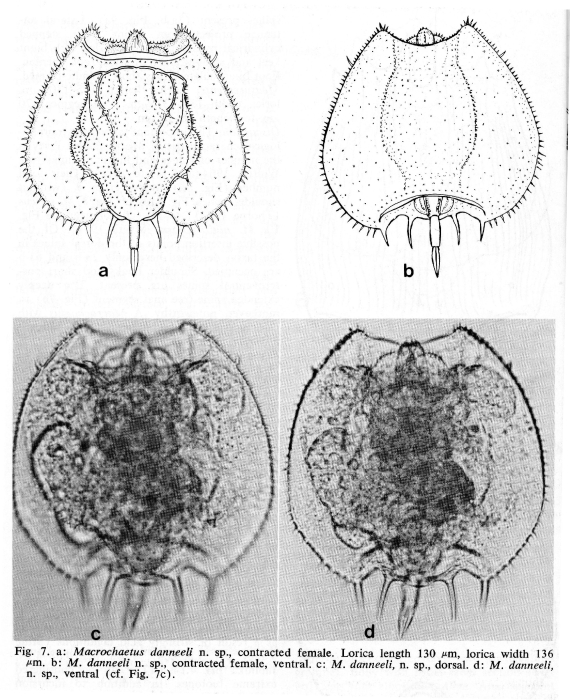 Macrochaetus danneelae - Original description image