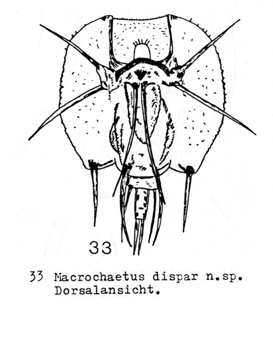 Macrochaetus dispar - Original description image