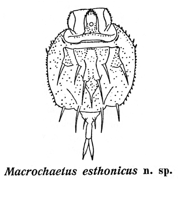 Macrochaetus esthonicus - Original description image