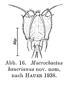 Macrochaetus hauerianus