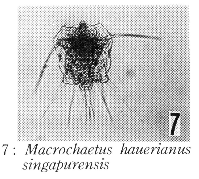 Macrochaetus hauerianus singapurensis - Original description image
