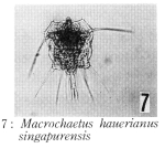 Macrochaetus hauerianus singapurensis