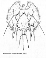 Macrochaetus longipes