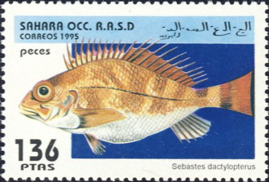 Sebastes dactylopterus Sebastes dactylopterus