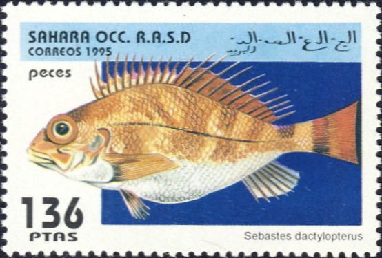 Sebastes dactylopterus