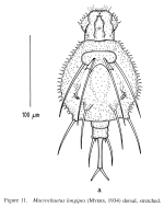 Macrochaetus longipes
