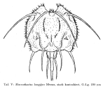 Macrochaetus longipes