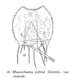 Macrochaetus longipes