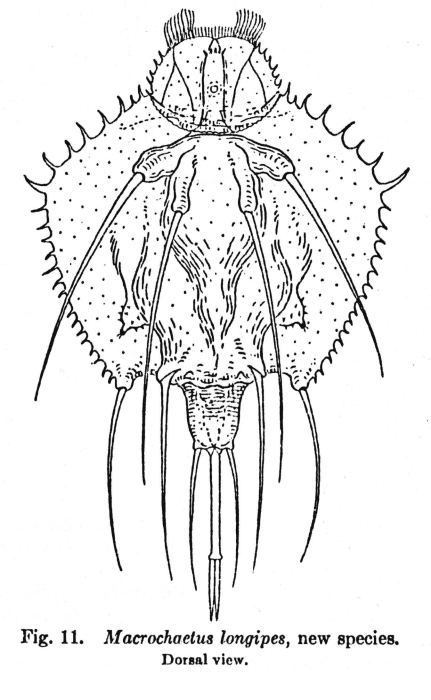 Macrochaetus longipes - Original description image
