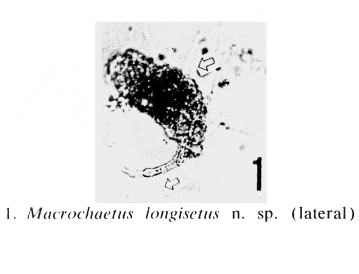 Macrochaetus longisetus Macrochaetus longisetus