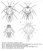 Macrochaetus multispinosus