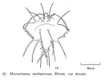 Macrochaetus multispinosus