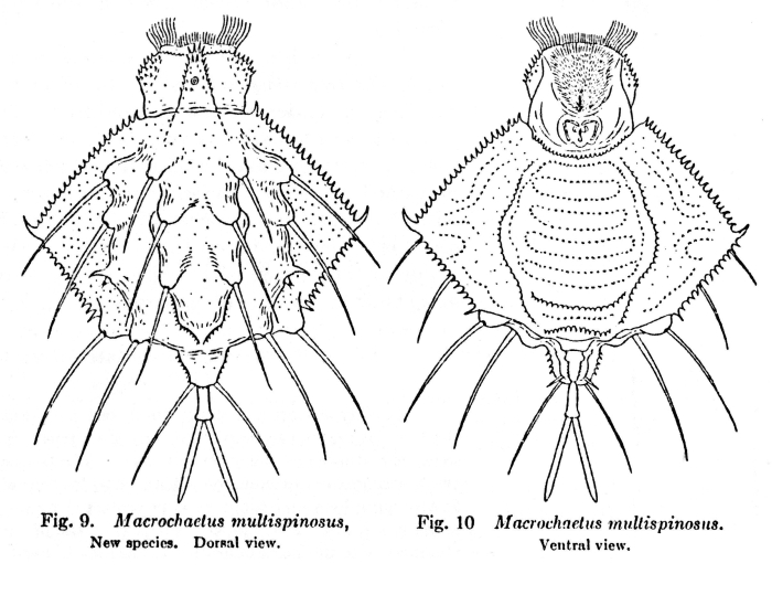 Macrochaetus multispinosus - Original description image