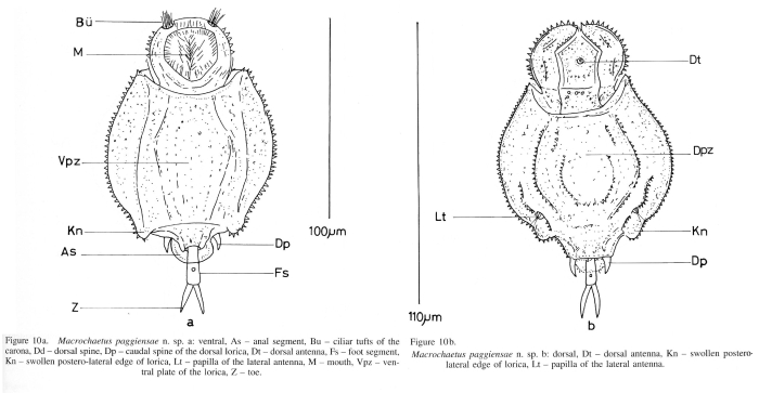 Macrochaetus paggiensae - Original description image